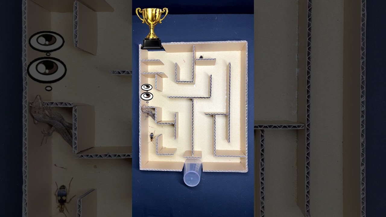 Bombardier Beetle vs Gecko – Epic Maze Race!