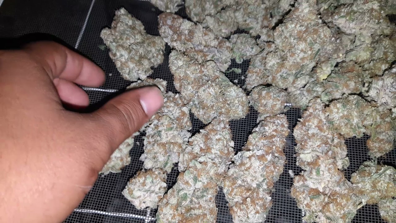 bubble bath -lit farms indoor cannabis harvest dry and cure