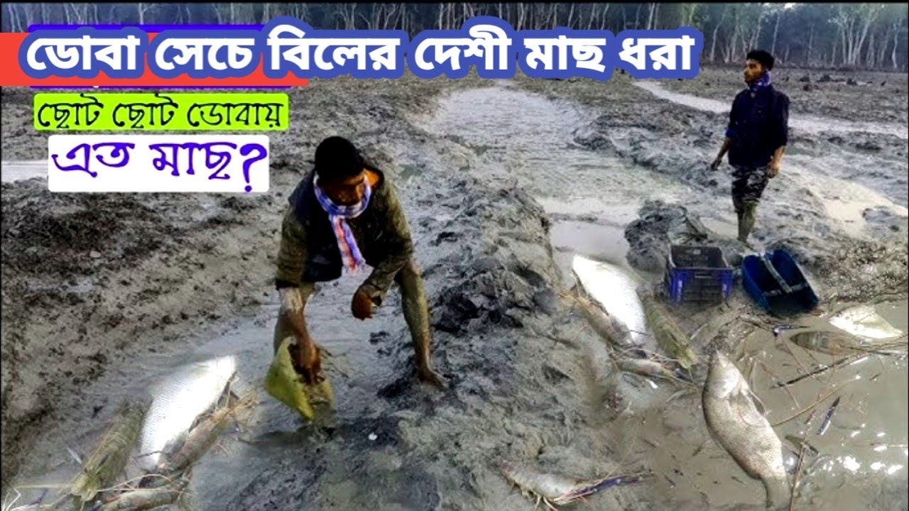ডোবা সেচে বিলের দেশী মাছ ধরা। বিলে গিয়ে ছোট ডোবা সেচ দিয়ে এত মাছ পাবো ভাবতে পারিনি। মোহনগঞ্জ | 