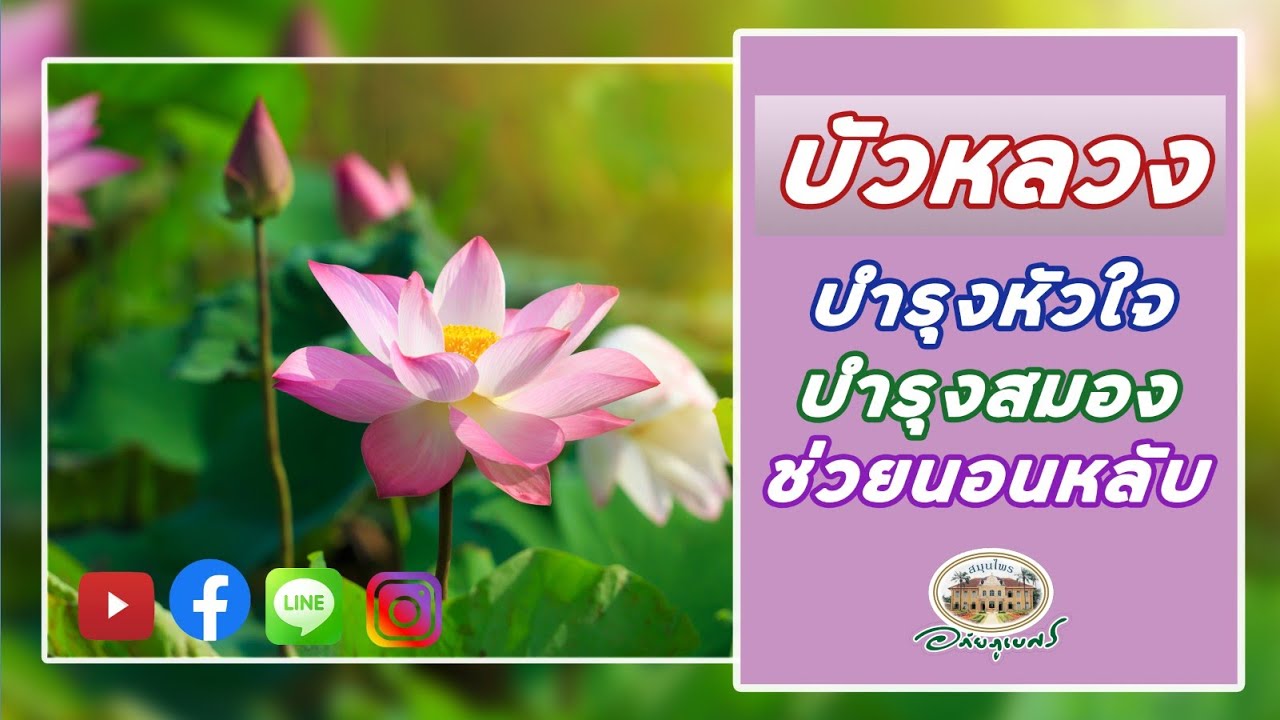 บัวหลวง บำรุงสมอง หัวใจ ช่วยนอนหลับ [บันทึกของแผ่นดิน]
