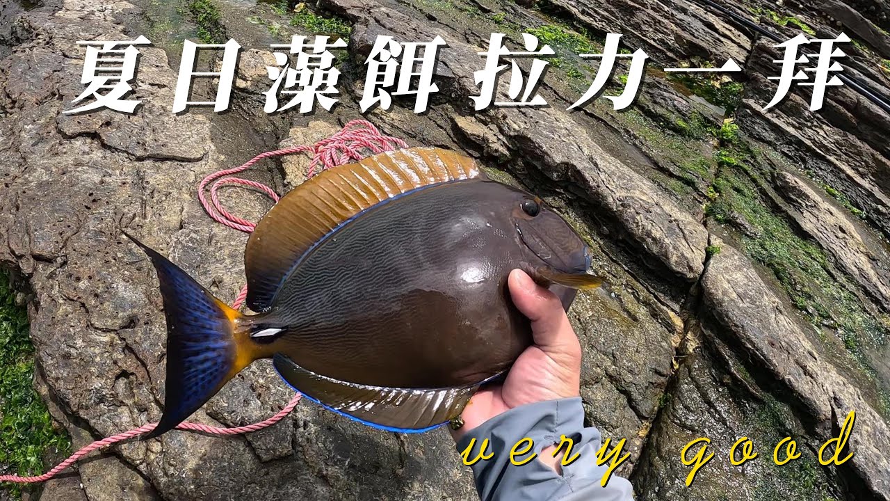 拉力一拜【夏日藻磯】