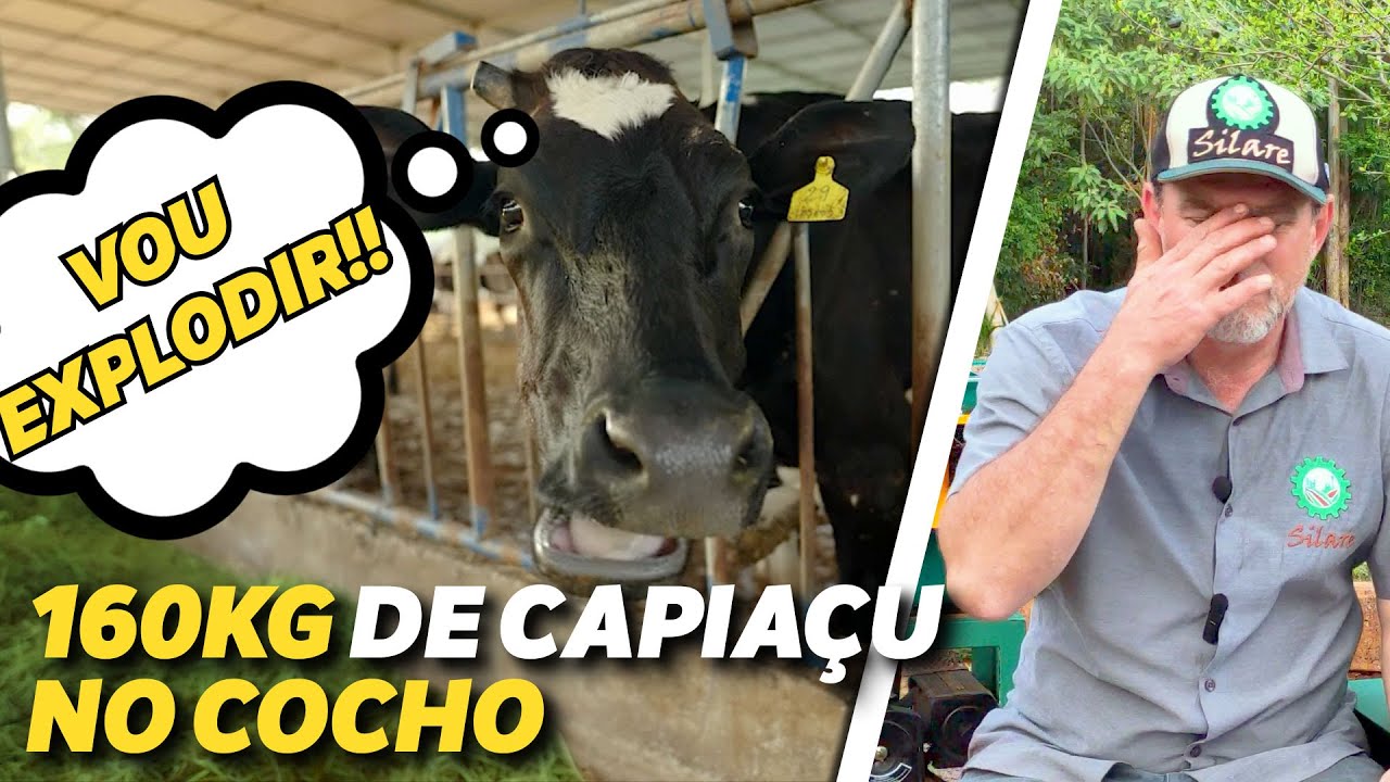 CAPIAÇU: servir no cocho ou fazer silagem?