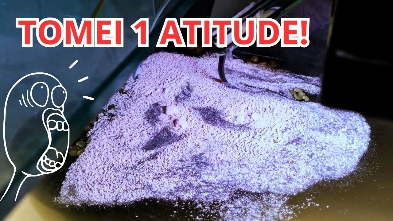 🔥 Começou o Aquário e Já Apareceram Algas? Veja o Que REALMENTE Significa! 🌊