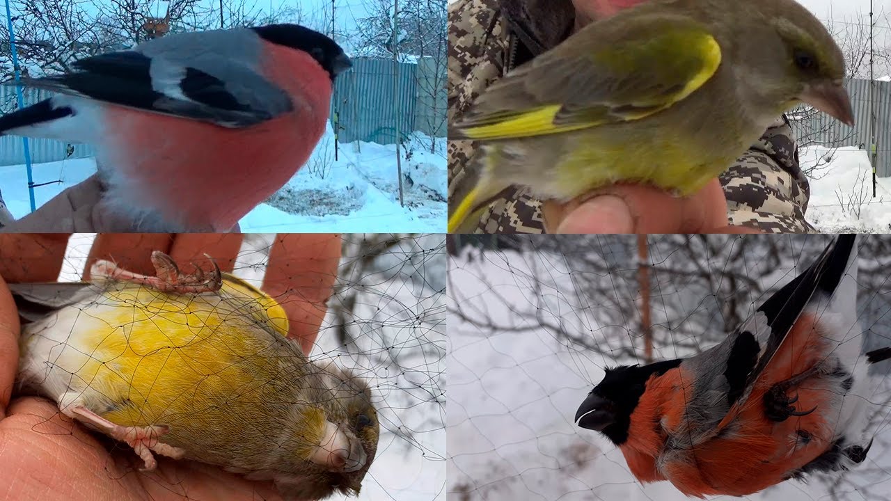 Ловля певчих птиц  ЛОВИМ ЗЕЛЕНУШЕК И СНЕГИРЕЙ