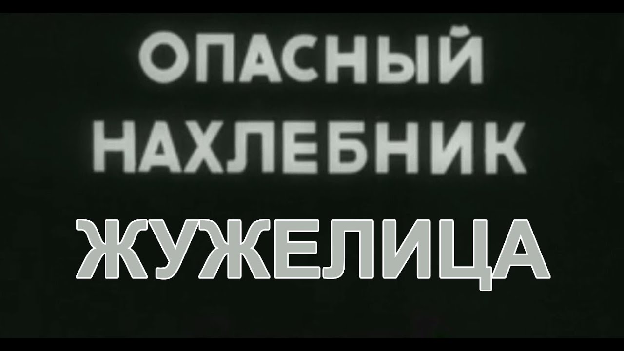 Жужелица