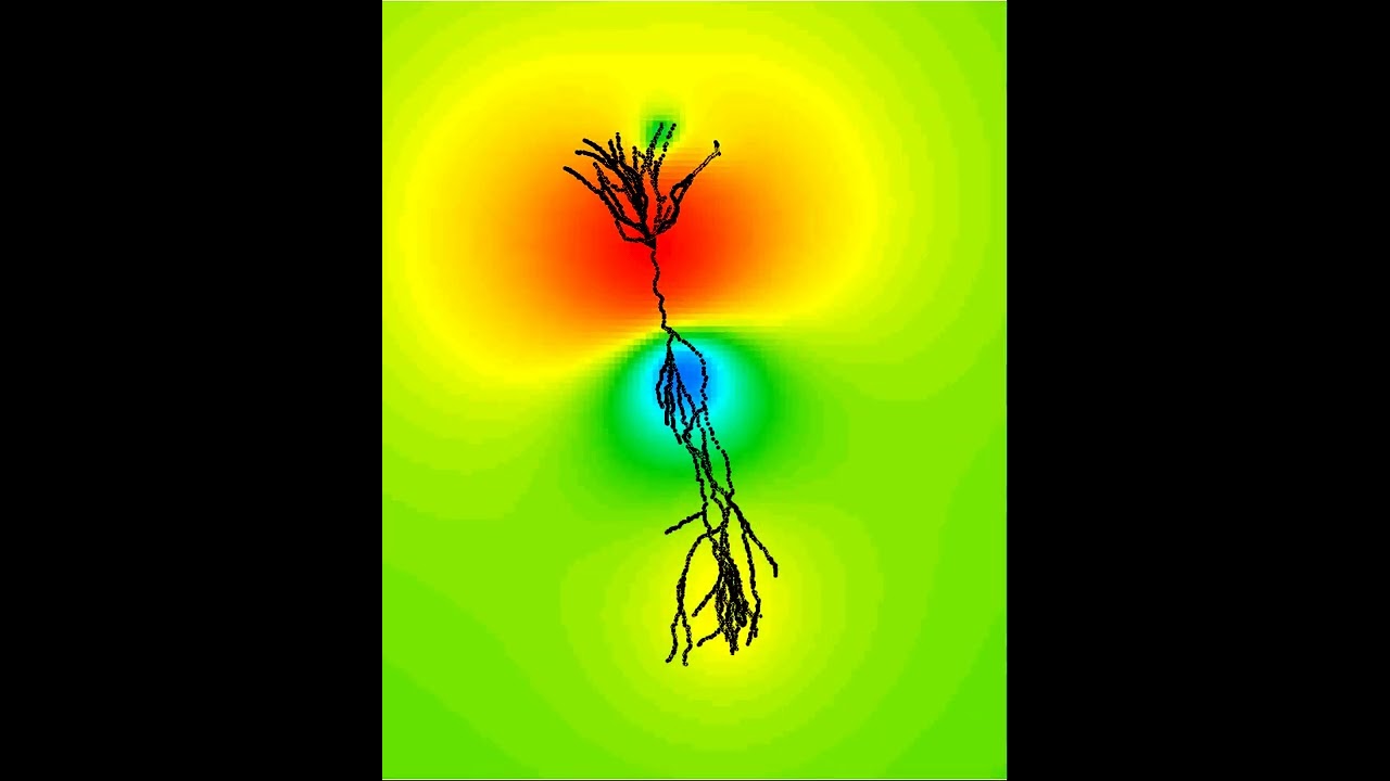 Extracellular potential around a CA1 neuron during action potential generation