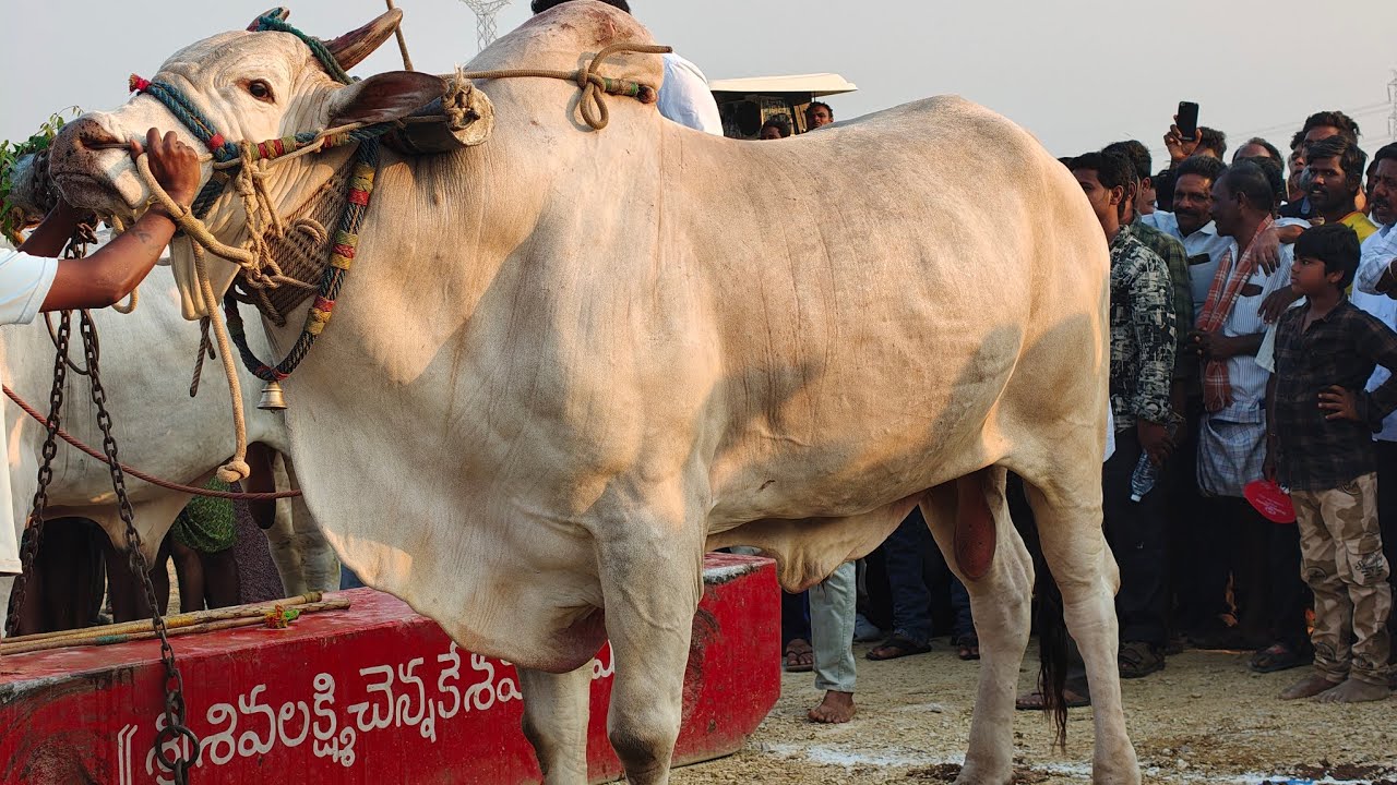 యాడికి గ్రామం సీనియర్స్ విభాగానికి 5వ జత K రామ ఆంజనేయులు గారు &రాజా రాజశేఖర్ గారు ( అఖండ మోటు )