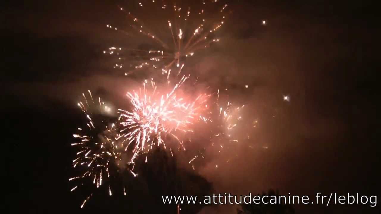 Feu d'artifice et pétards pour les chiens peureux