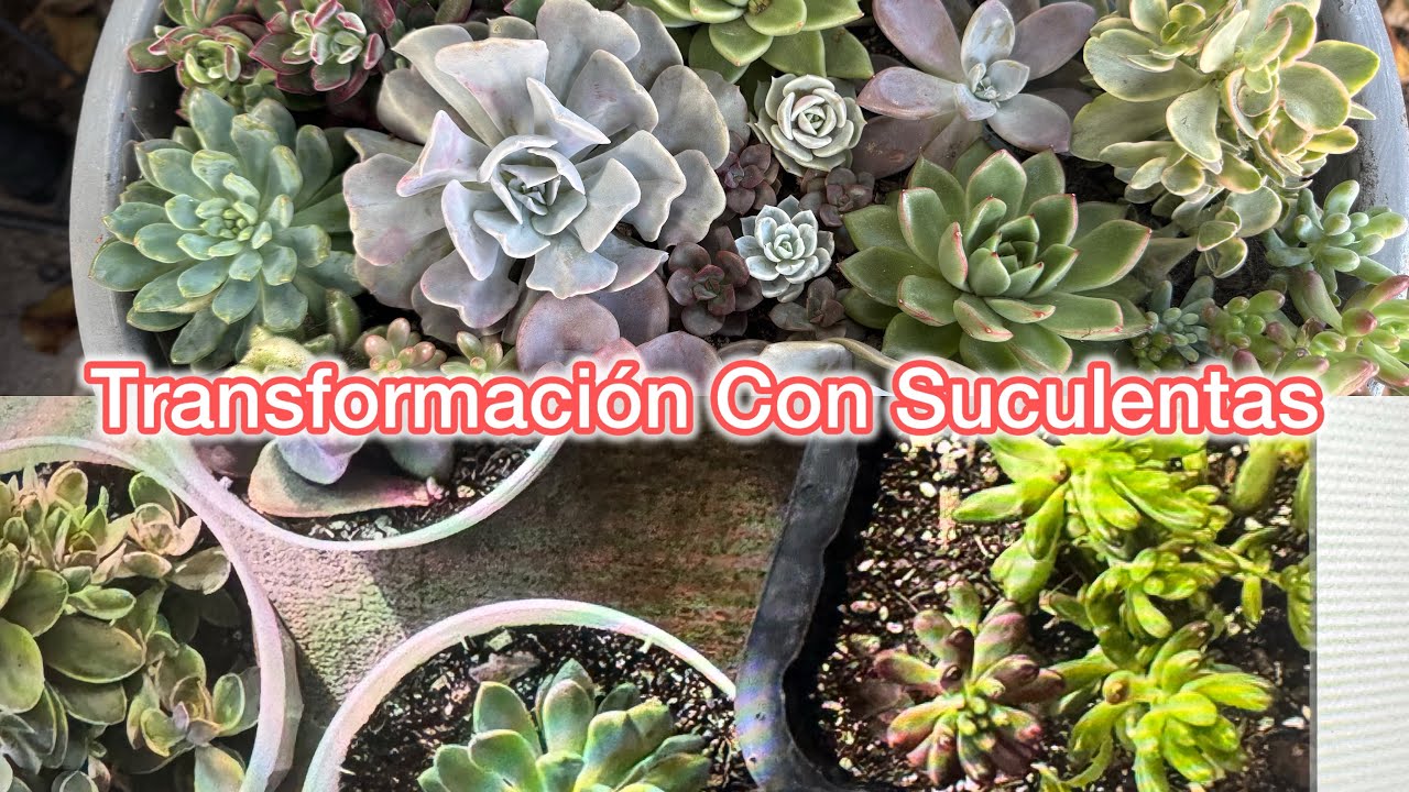 Transformando Maceta Con Suculentas