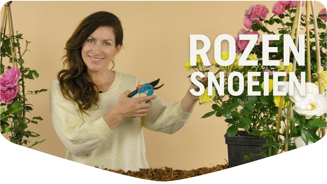 Rozen snoeien: alle tips & tricks voor gezonde rozen | Mijn Border | Pokon