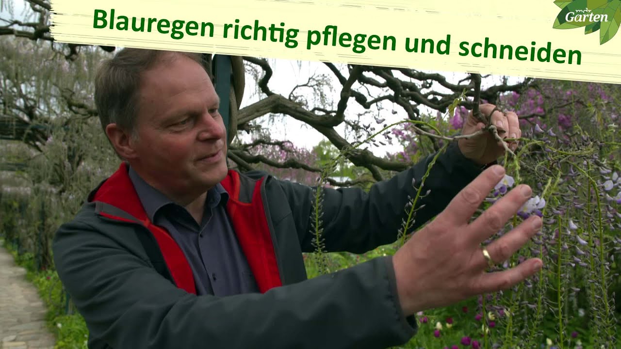 Blauregen richtig schneiden und zu üppiger Blüte anregen | MDR Garten