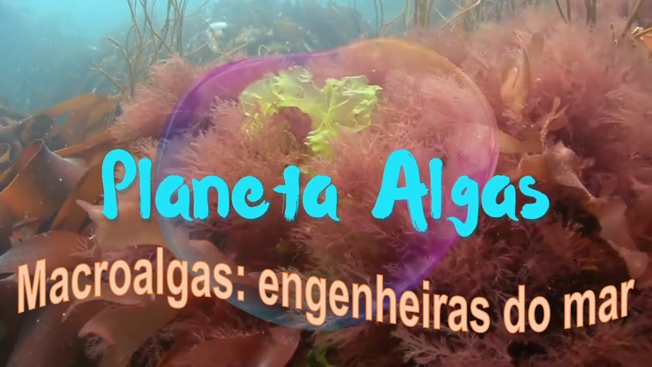 Macroalgas: engenheiras do mar