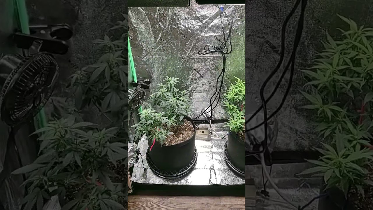 day 3 of flowering