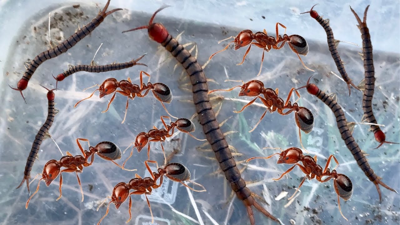 I caught a very large crab and found a huge ant nest. Crab and ant