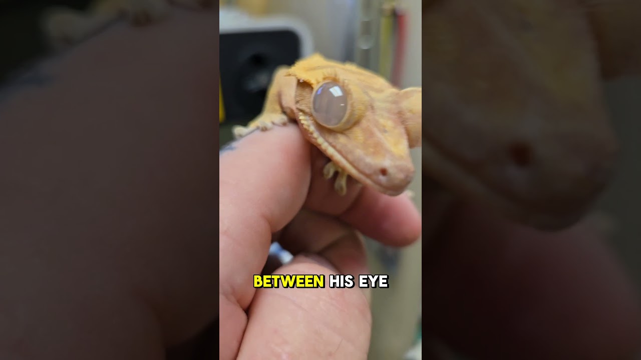 Saving a crested geckos eyes