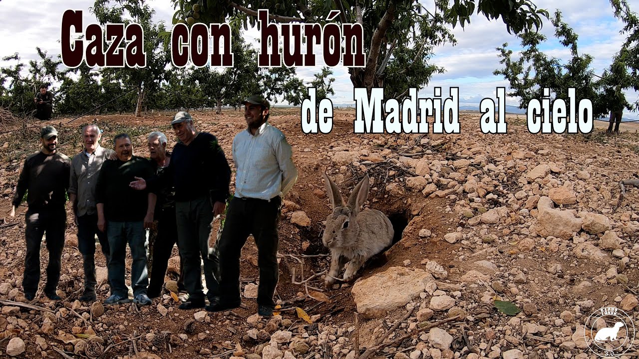 Caza con hur&oacute;n, de Madrid al cielo