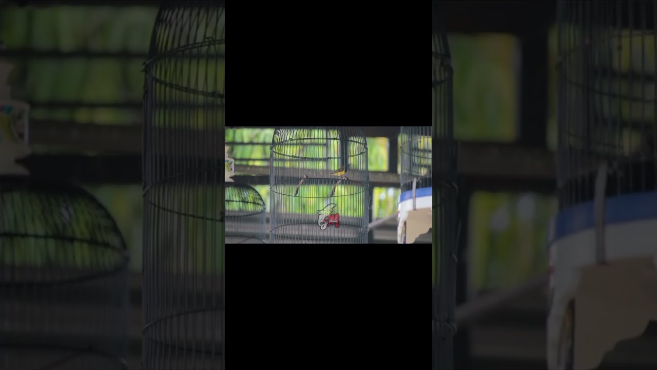 penampilan sogon PLN sesi A di ndurenan