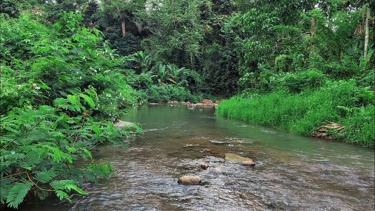 Deep Focus, Stress Relief  Gentle Forest River Flow Through Lush Green Tropical Jungle