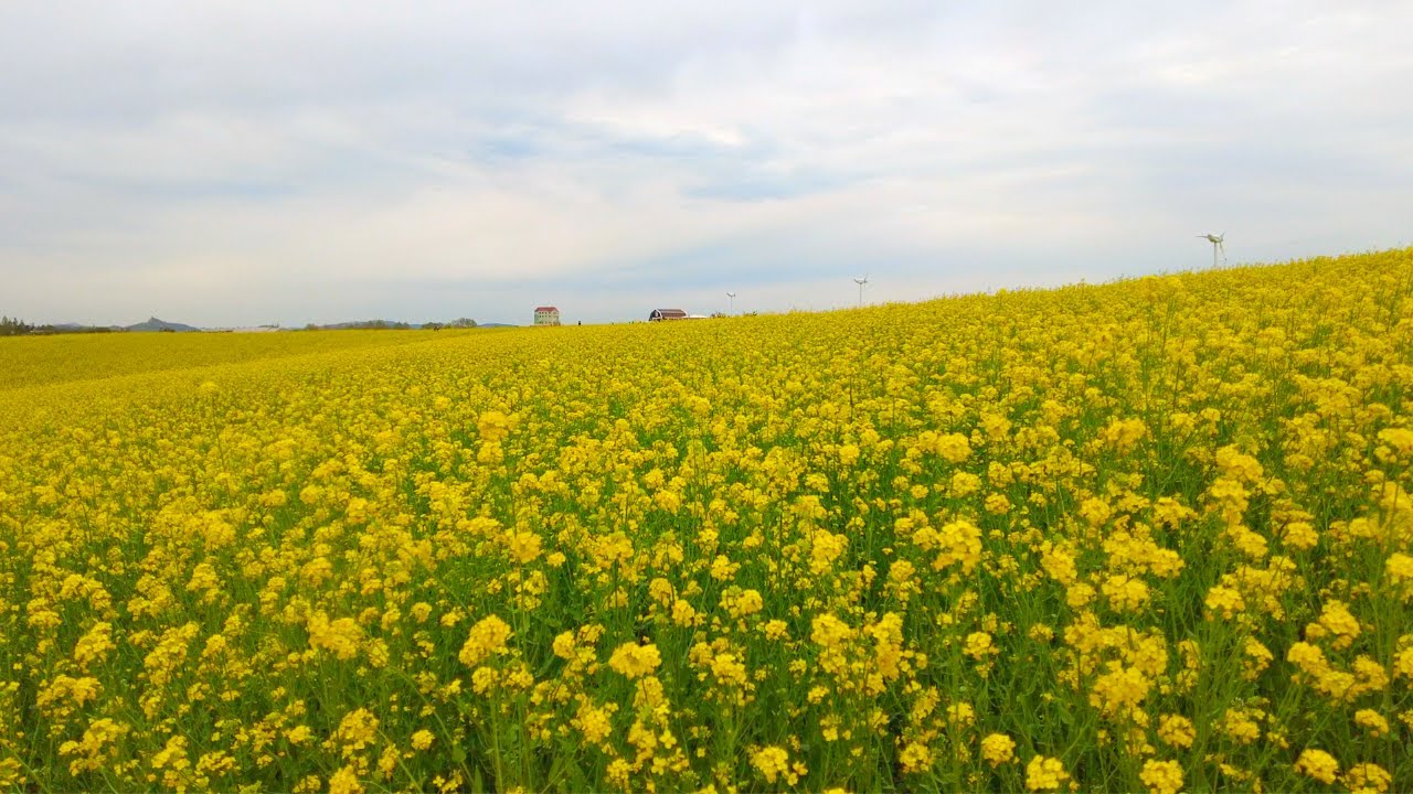 [4k] 유채꽃밭 호밀밭 안성 팜랜드 Rye and Rapeseed Field  slow walking korea