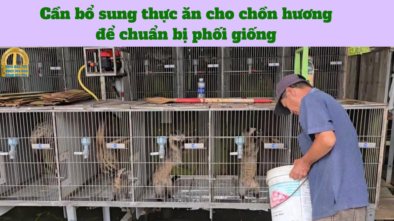 Bổ sung thức ăn dinh dưỡng cho chồn hương, chuẩn bị phối giống