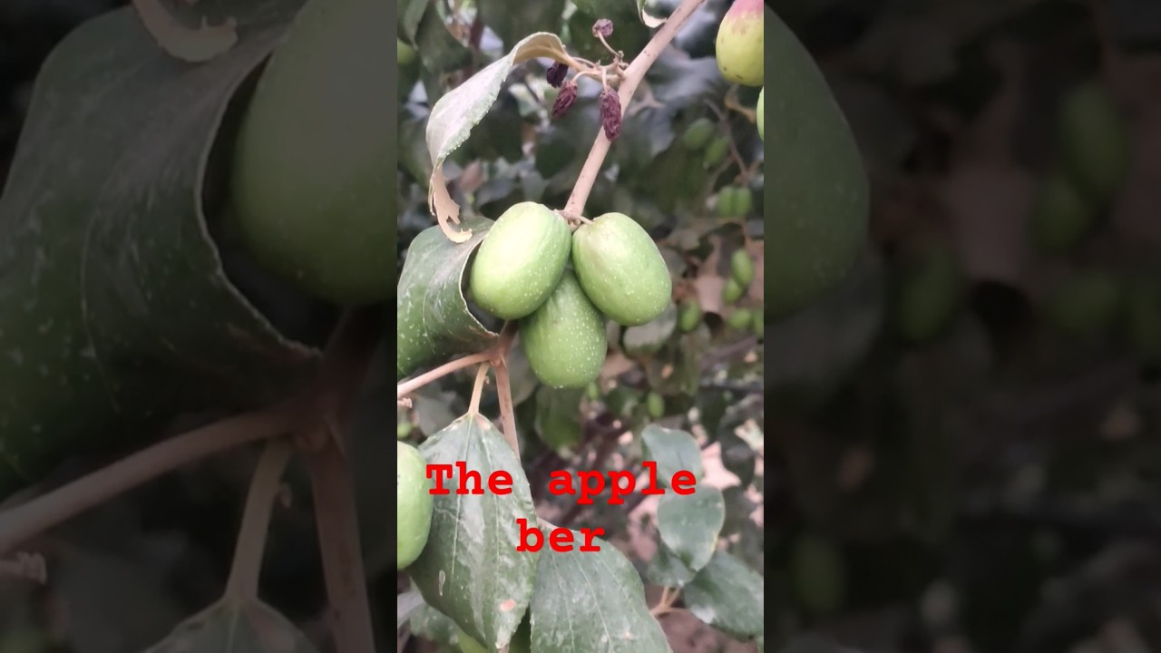 Amazing farming-the apple ber#shortvideo #fruit ##horticulturelife
