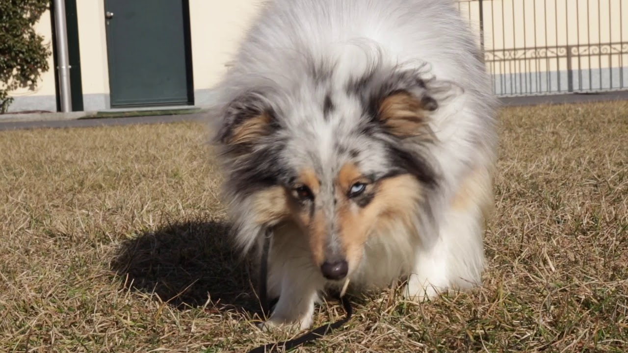 Caratteristiche Razza Shetland Sheepdog