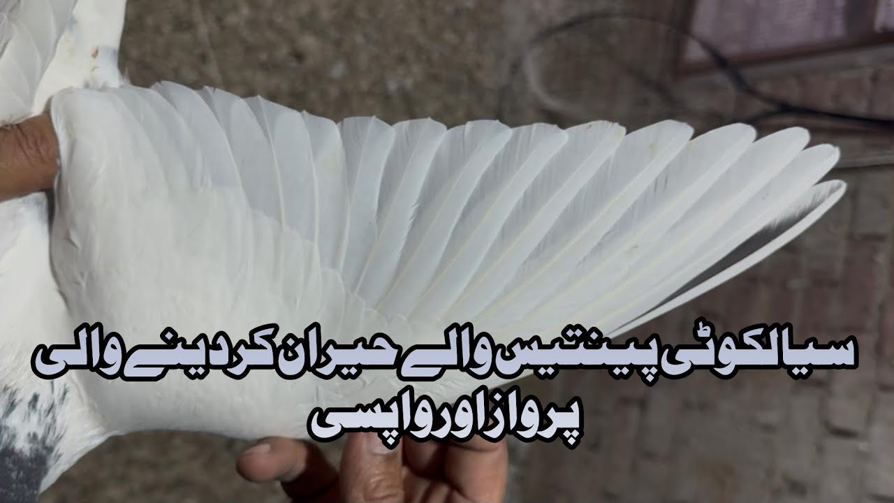 سیالکوٹی پینتیس والے حیران کردینے والی پرواز اور واپسی Mohsin Naqvi +923216126212