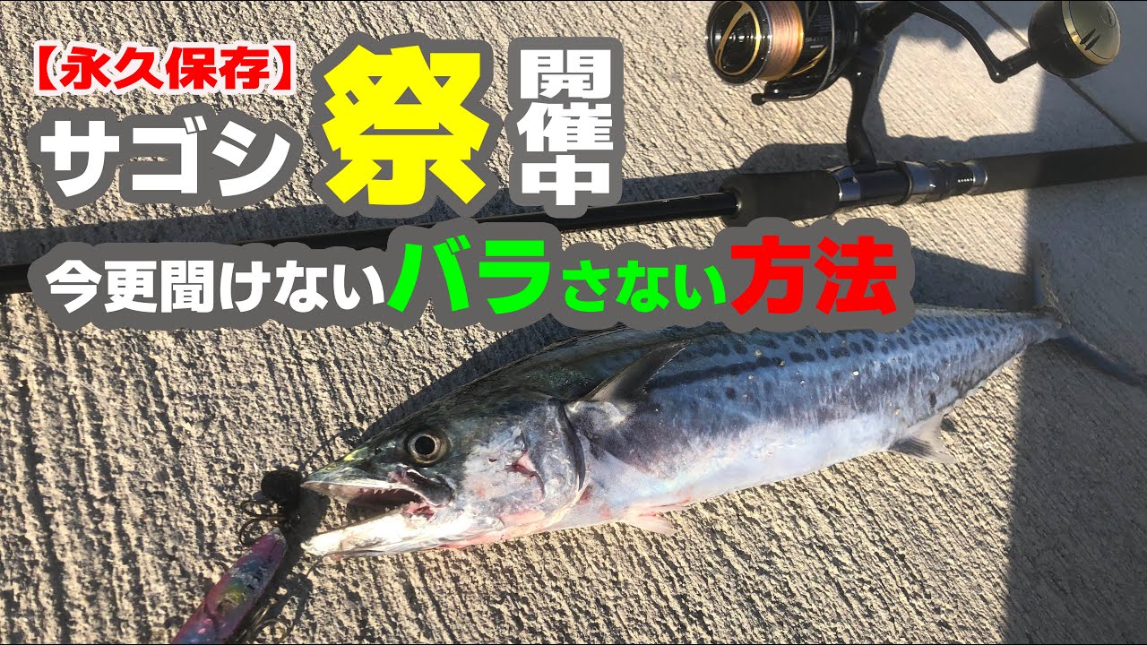【南芦屋浜ベランダ】青物狙いのショアジギングでサゴシ祭り開催中