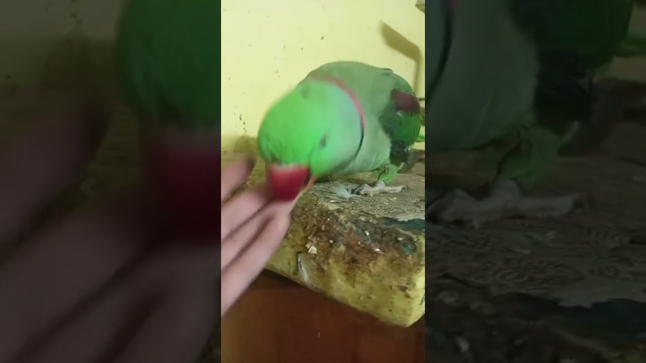 Baby parrot 🦜 routine is live