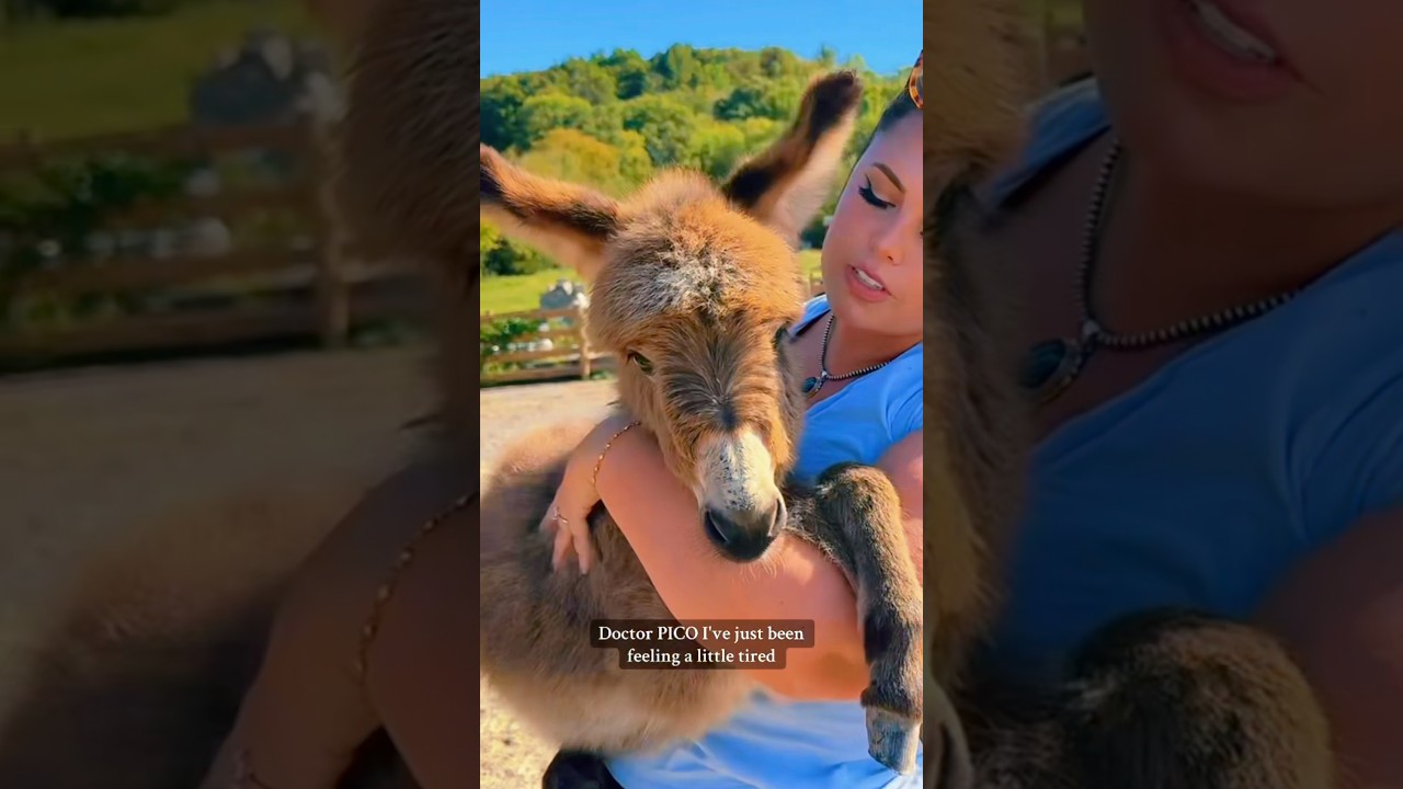 Katie and her mini donkey Pico #katievanslyke #minidonkey