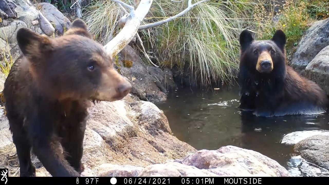 Adorable Black Bear Cub with Mom Trail Camera Video