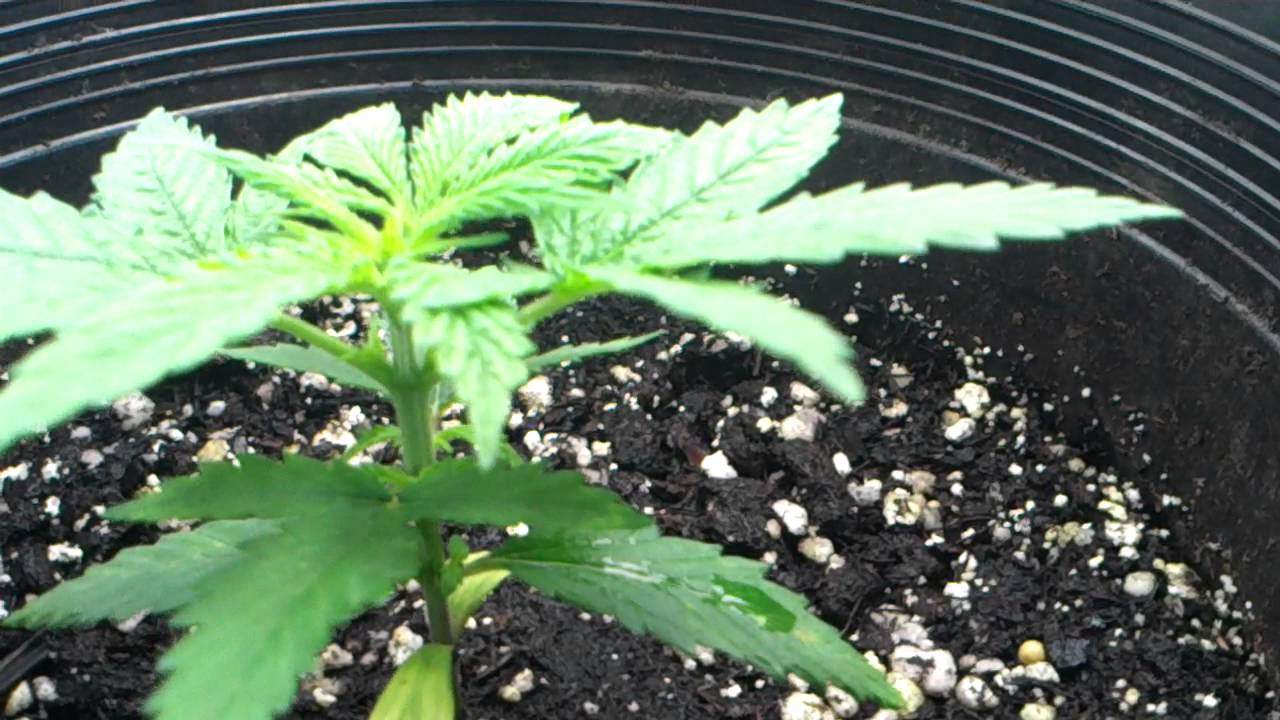 Marijuana plants day 25