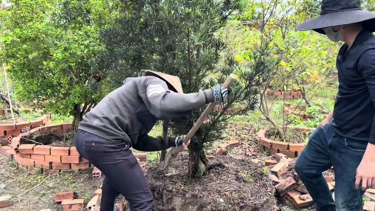 Hành trình bứng cây tùng la hán về vườn #tung #bonsai #gardening 