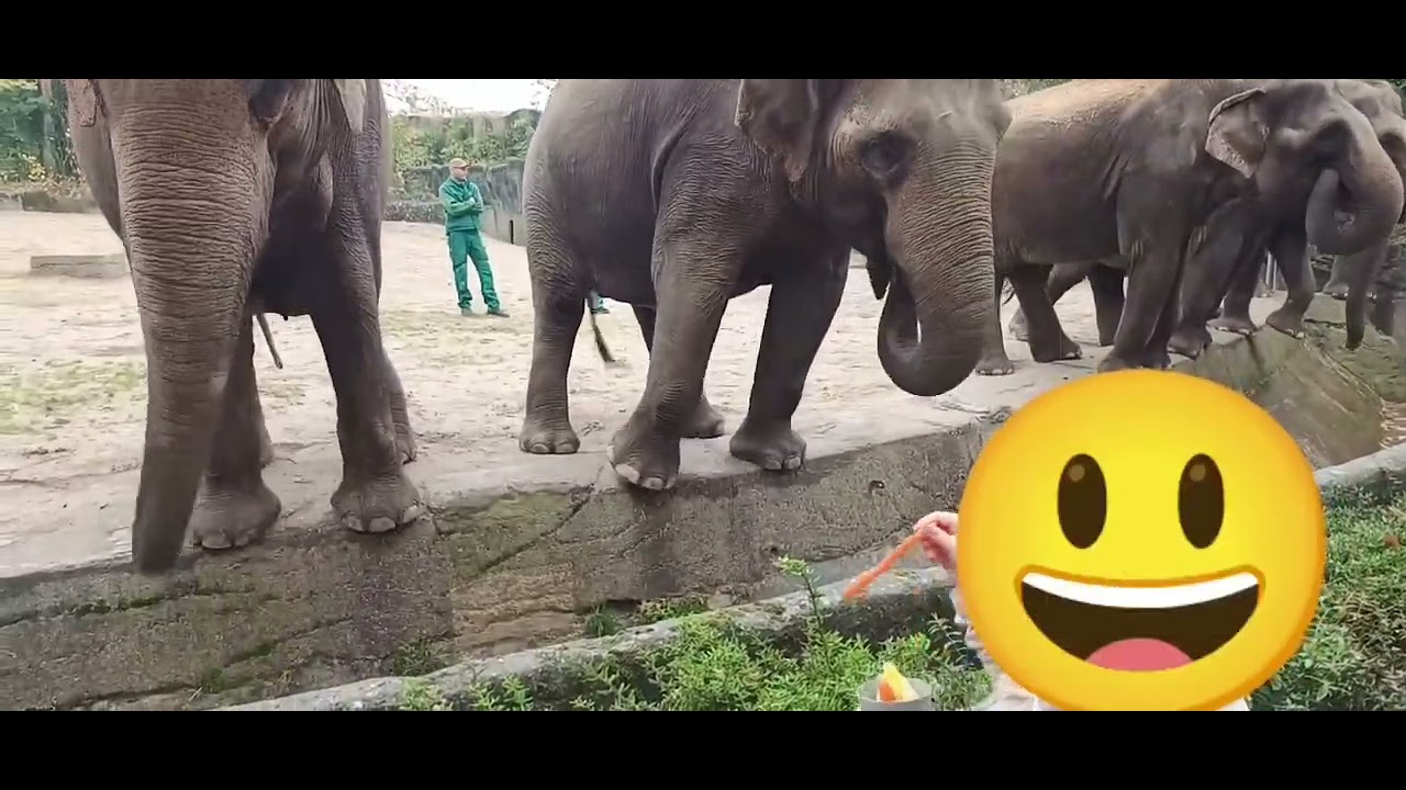 nirso norsu / picky elephant