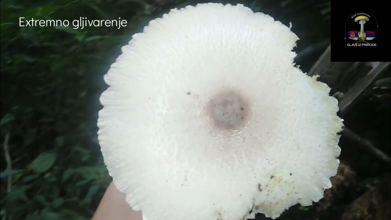 GLJIVE U SEPTEMBRU, Ekstremno gljivarenje - 🍄ili☠️
