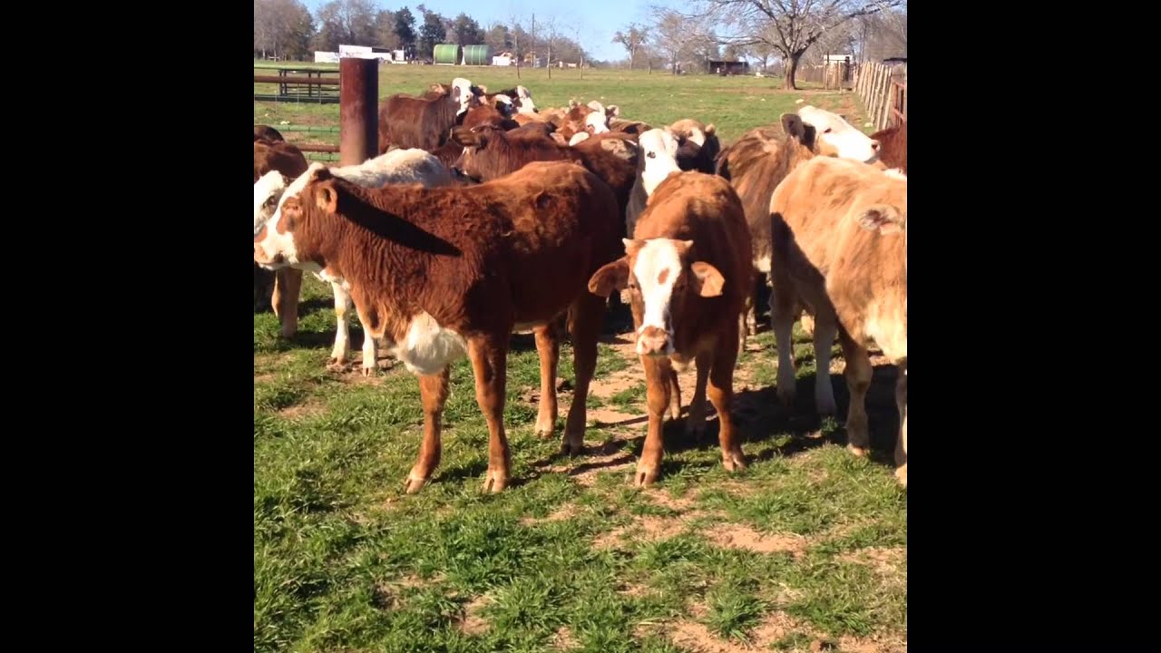 4JB STOCKDOGS
