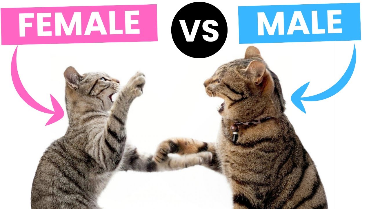 Male vs. Female Cats. Personality Comparison