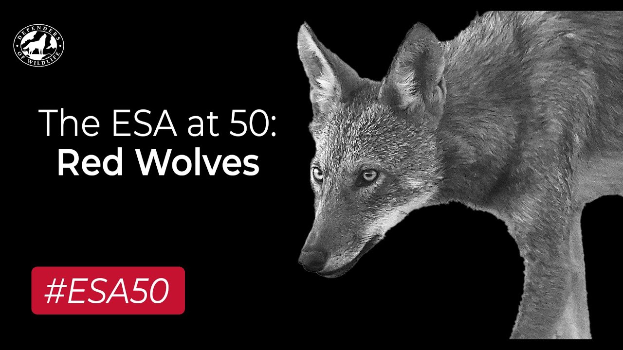 The ESA at 50: Red Wolves