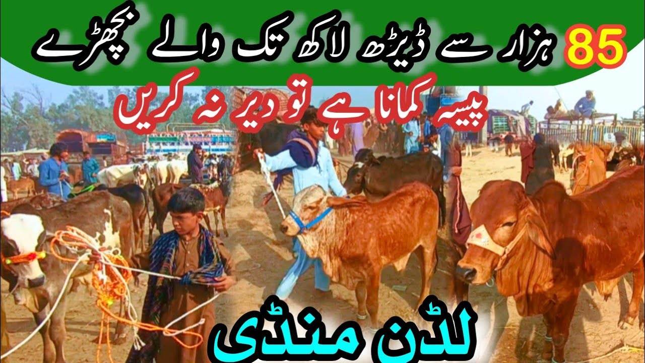 Next Qurbani 2027 Ke Bachron Ky Rates Down Ho Gay // Sahiwal Cholistani Calves // Bachra Farming