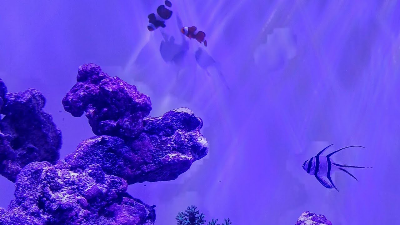 aquarium fish