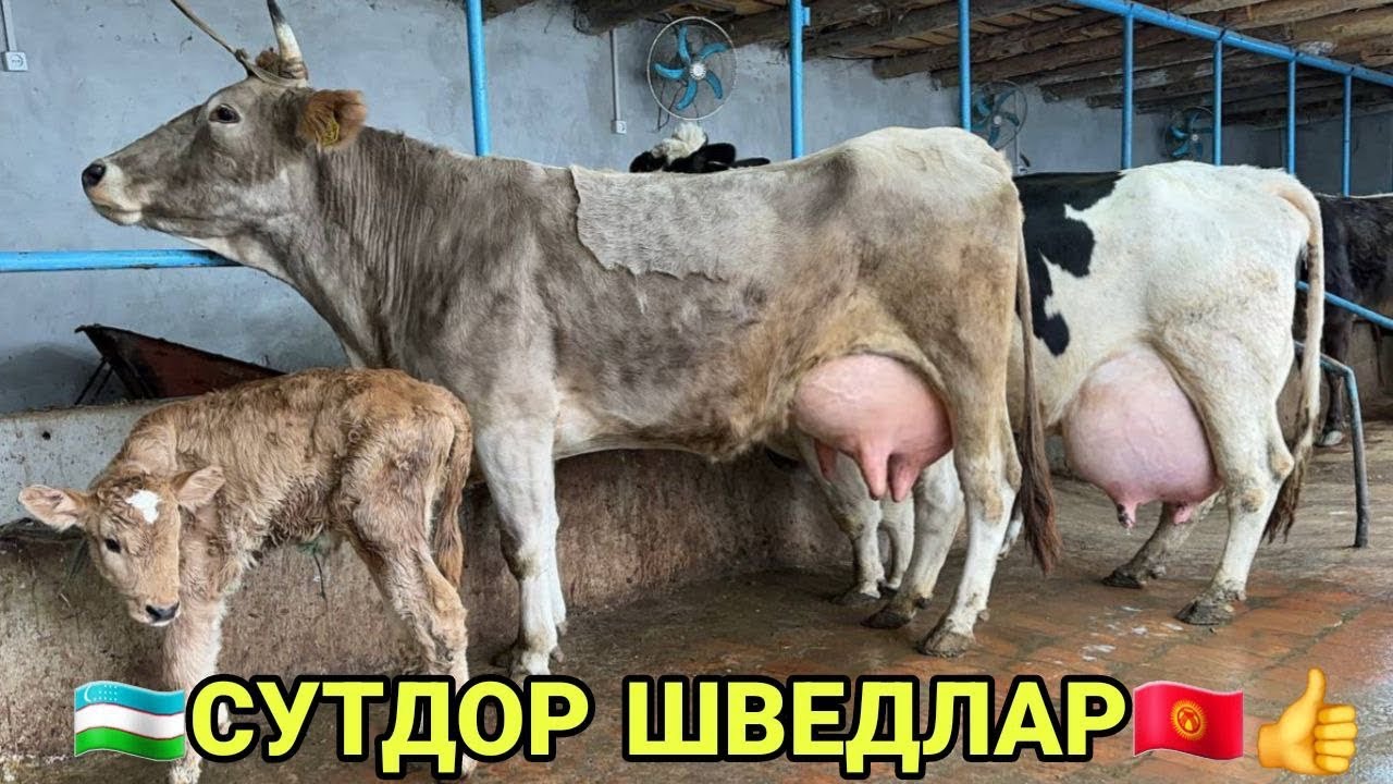 СУТДОР ШВЕД ОЛА ЧЕМПИОН БИШКЕК РАССИЯ СИГИРЛАР СОТИЛАДИ SOTILADIGON SIGIRLAR NARXI 7 февраля 2026 г