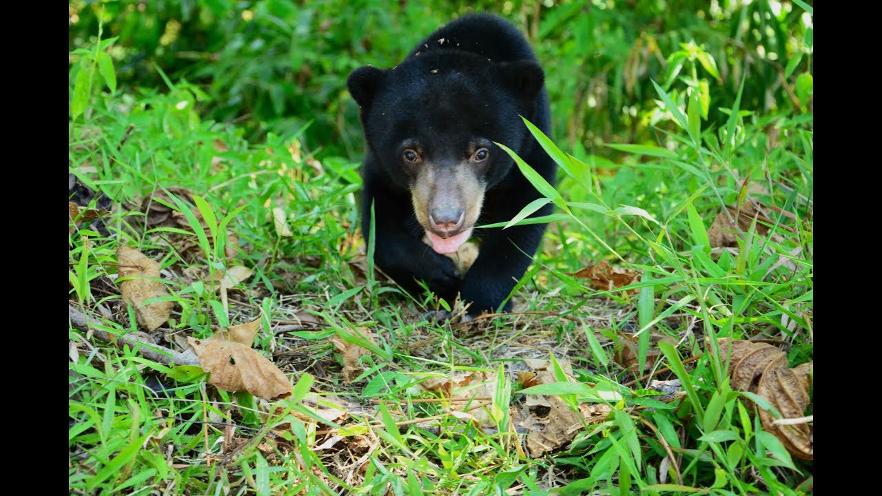 Sun Bear Rescue | Save the Sun Bears | BSBCC