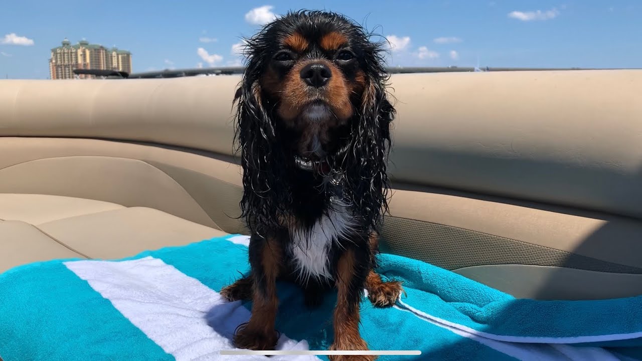 We took the PUPPY for a SWIM