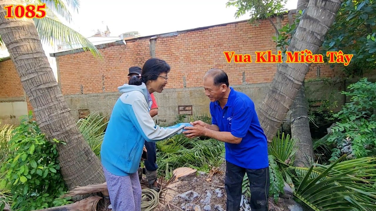 Cây Dừa ra sao mà chủ nhà tin tưởng giao cho nhóm Vua Khỉ cưa hạ gốc ? Cutting coconut trees
