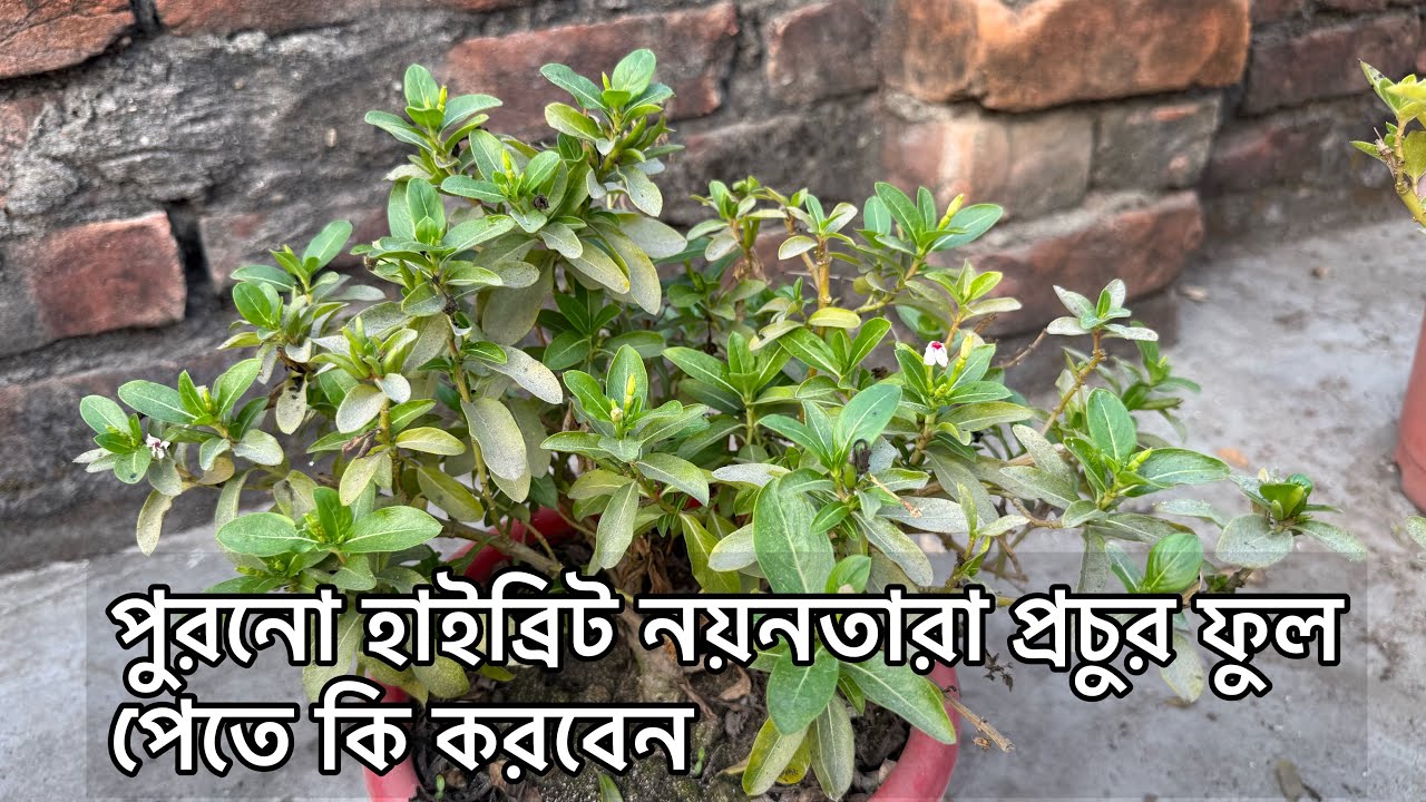পুরনো হাইব্রিট নয়নতারা গাছে প্রচুর ফুল পেতে সঠিক সময় পরিচর্যা । Vinca | Nayatara care | Gardening 