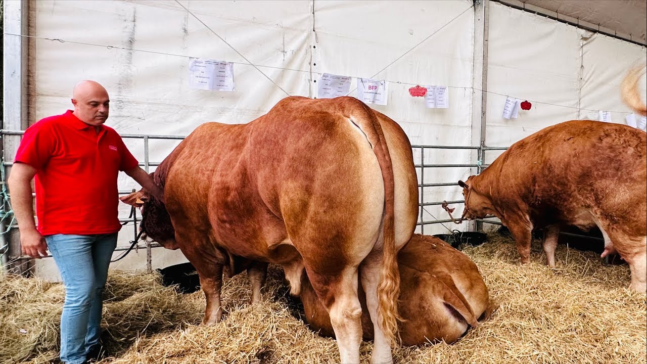 💥Animales de mas de 1 tonelada en el concurso de limusin💥