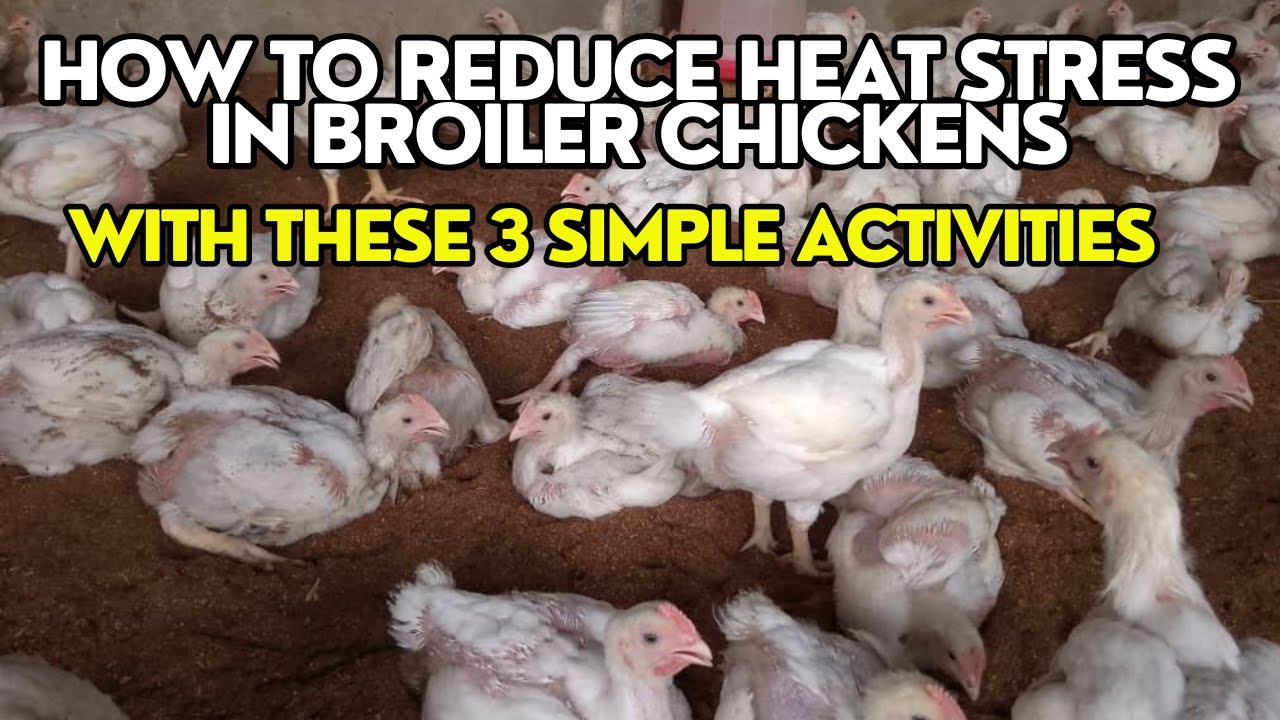 HOW TO REDUCE HEAT STRESS IN BROILER CHICKENS, BOOST THEIR IMMUNITY AND CUT COST ON FEED