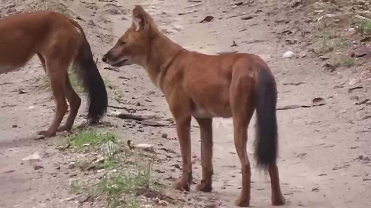 Wild Dog calls in Mukki