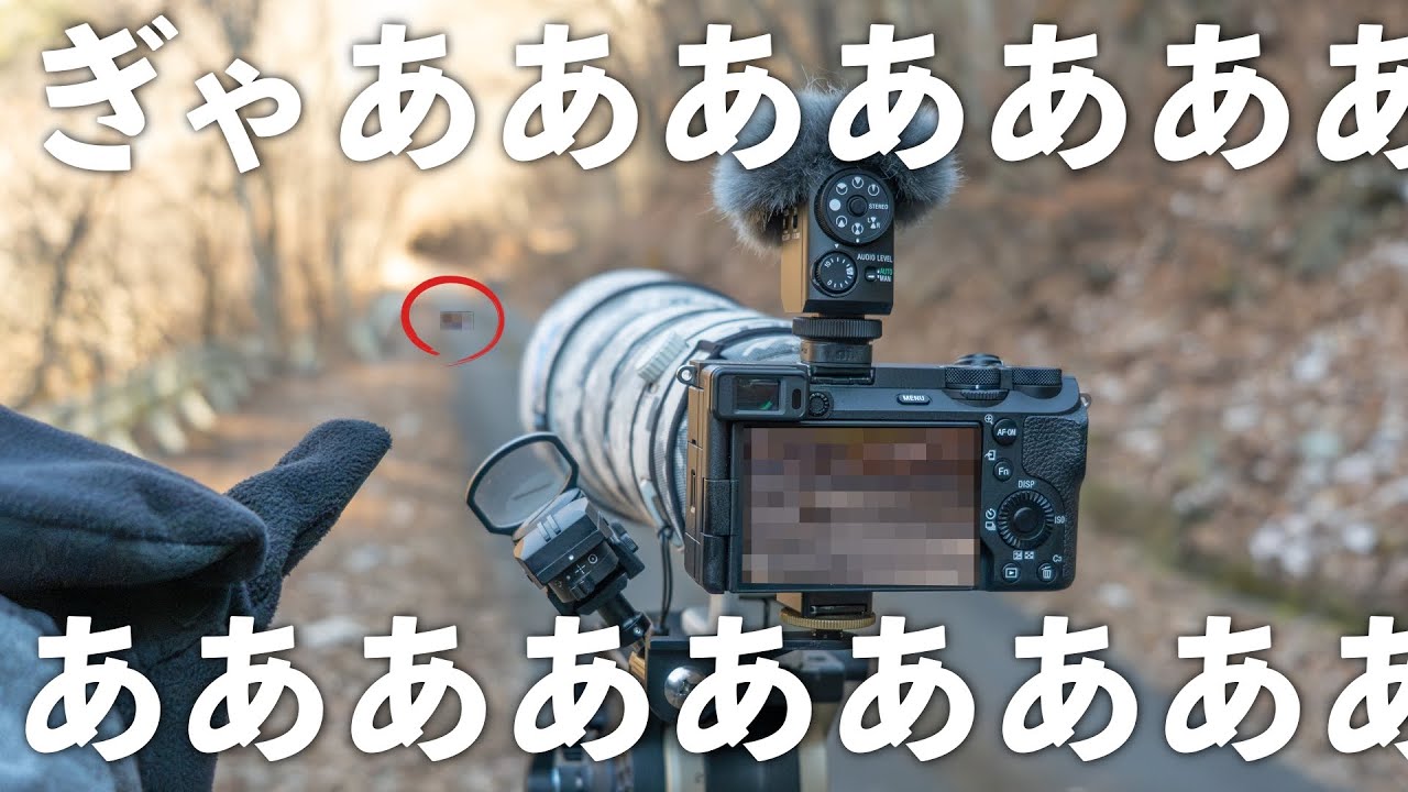 まだ見ぬ冬鳥探してたらまさかの野鳥を自力発見！？過去イチ嬉しい出会いに大パニック