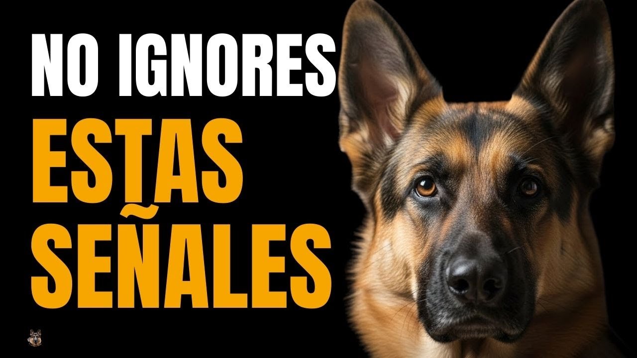ENFERMEDADES y ALERTAS del PASTOR ALEMÁN 🐾